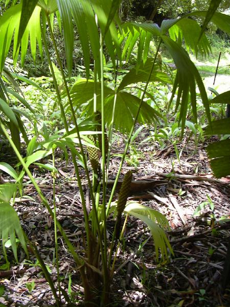 panama hat palm. Information - Panama Hat